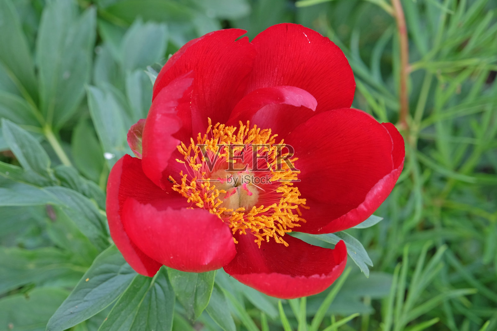 红色单株牡丹，或有花的野生牡丹照片摄影图片