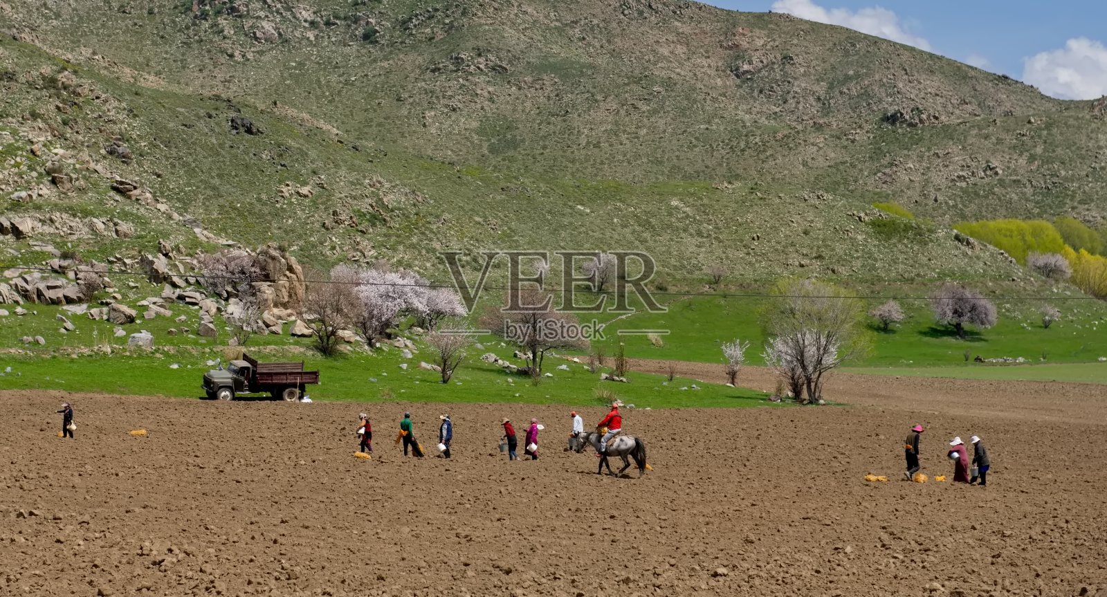 集体种植马铃薯照片摄影图片