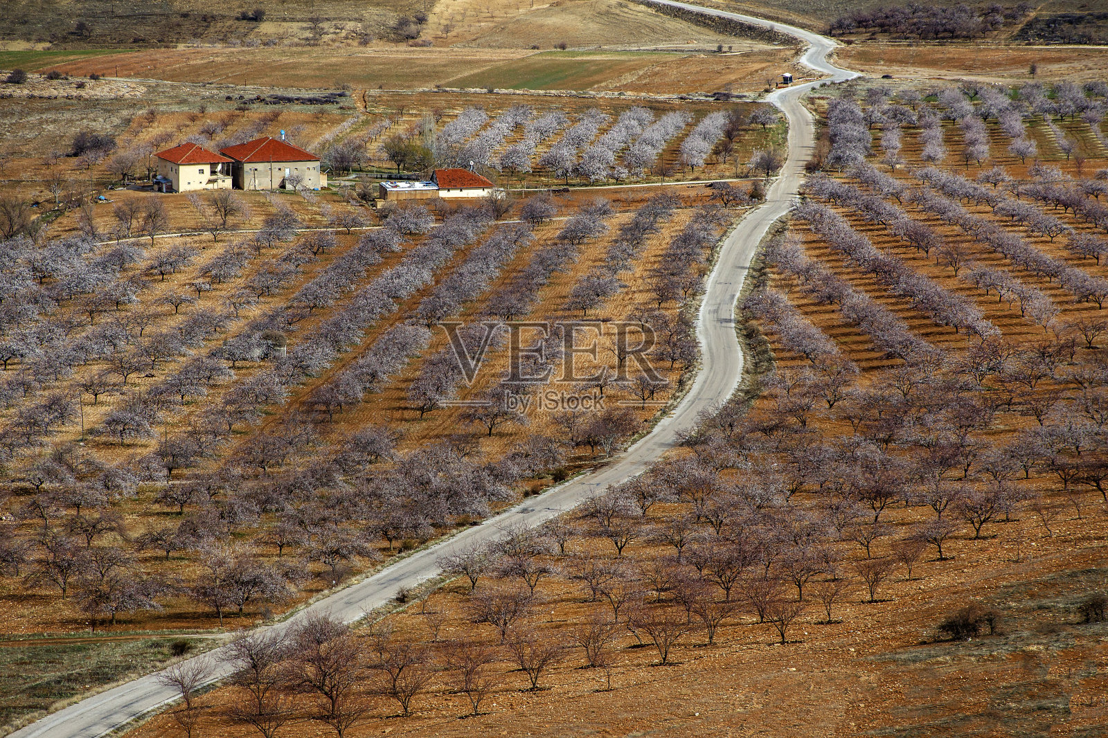 杏花照片摄影图片