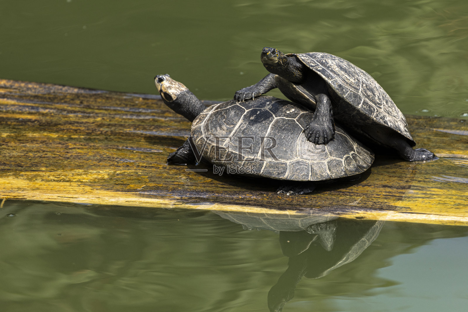 动物照片摄影图片