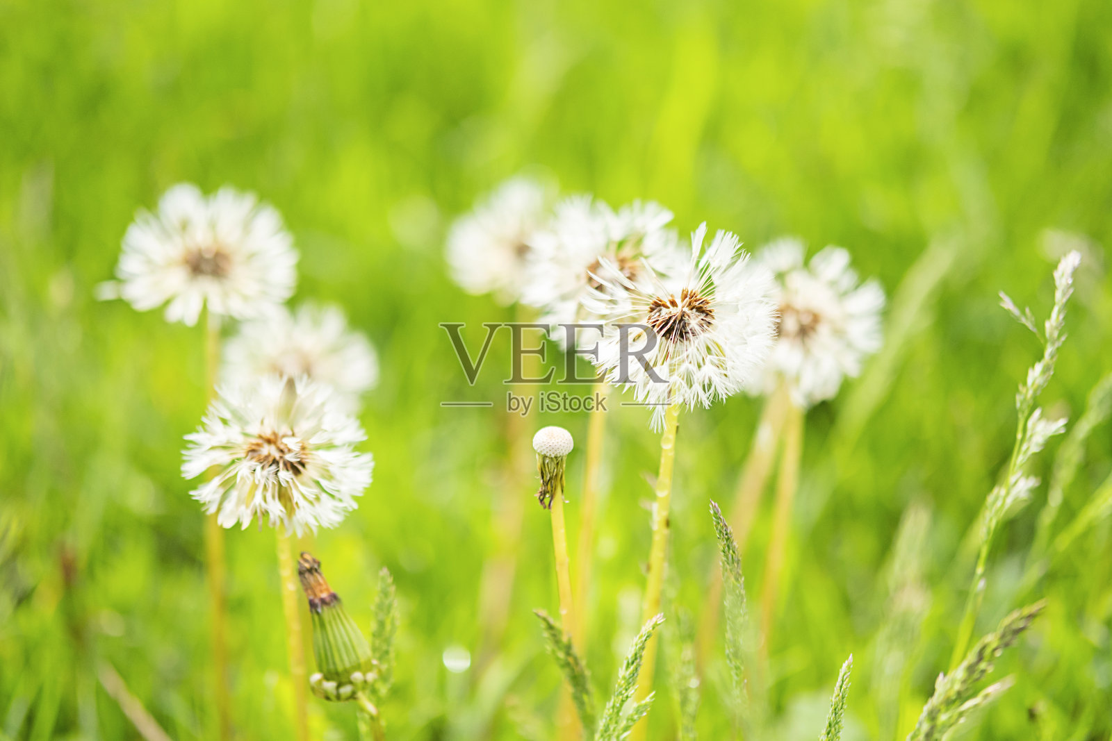 蒲公英带着晨露。春天的季节。照片摄影图片