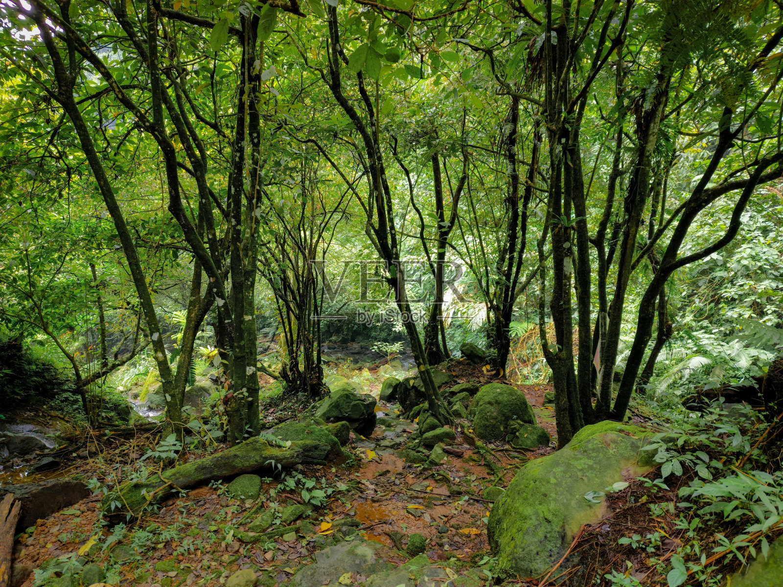 自然照片摄影图片