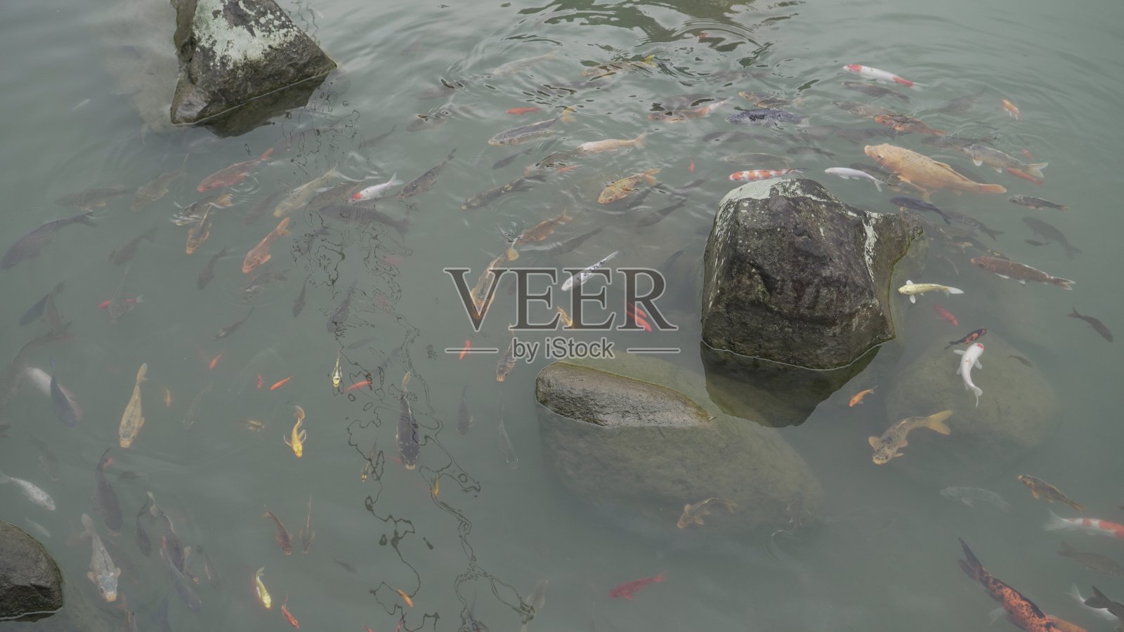 在河底的岩石上游动的一群鱼照片摄影图片