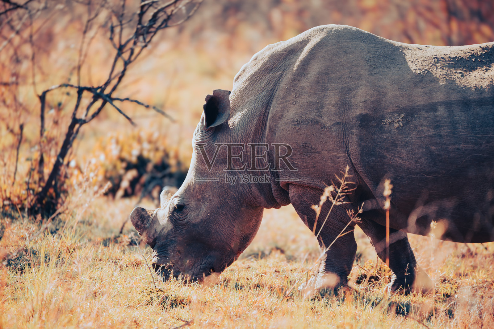 南非皮兰斯堡国家公园里的一头白犀牛照片摄影图片