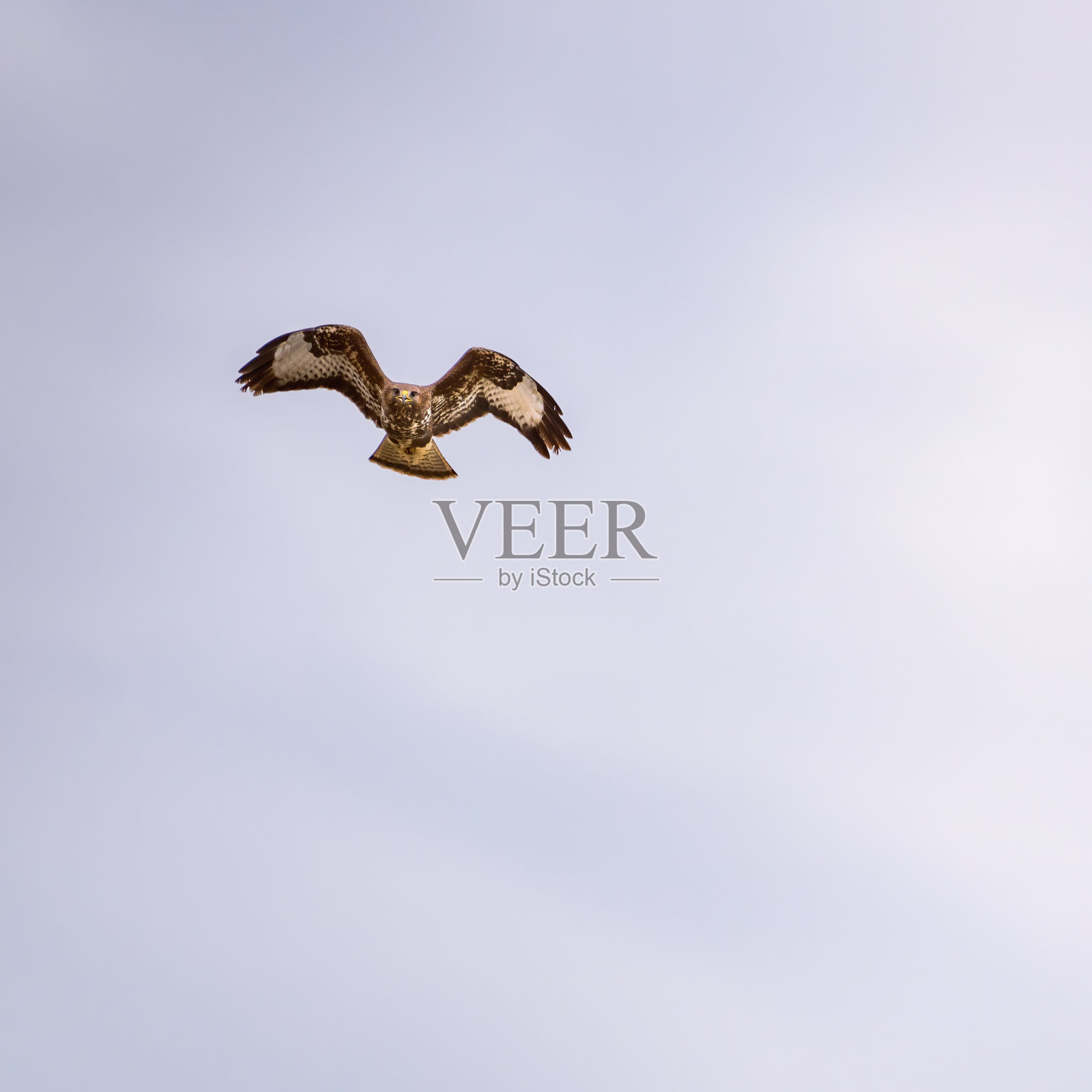 猛禽-普通秃鹰(Buteo Buteo)孤立在白色背景上照片摄影图片