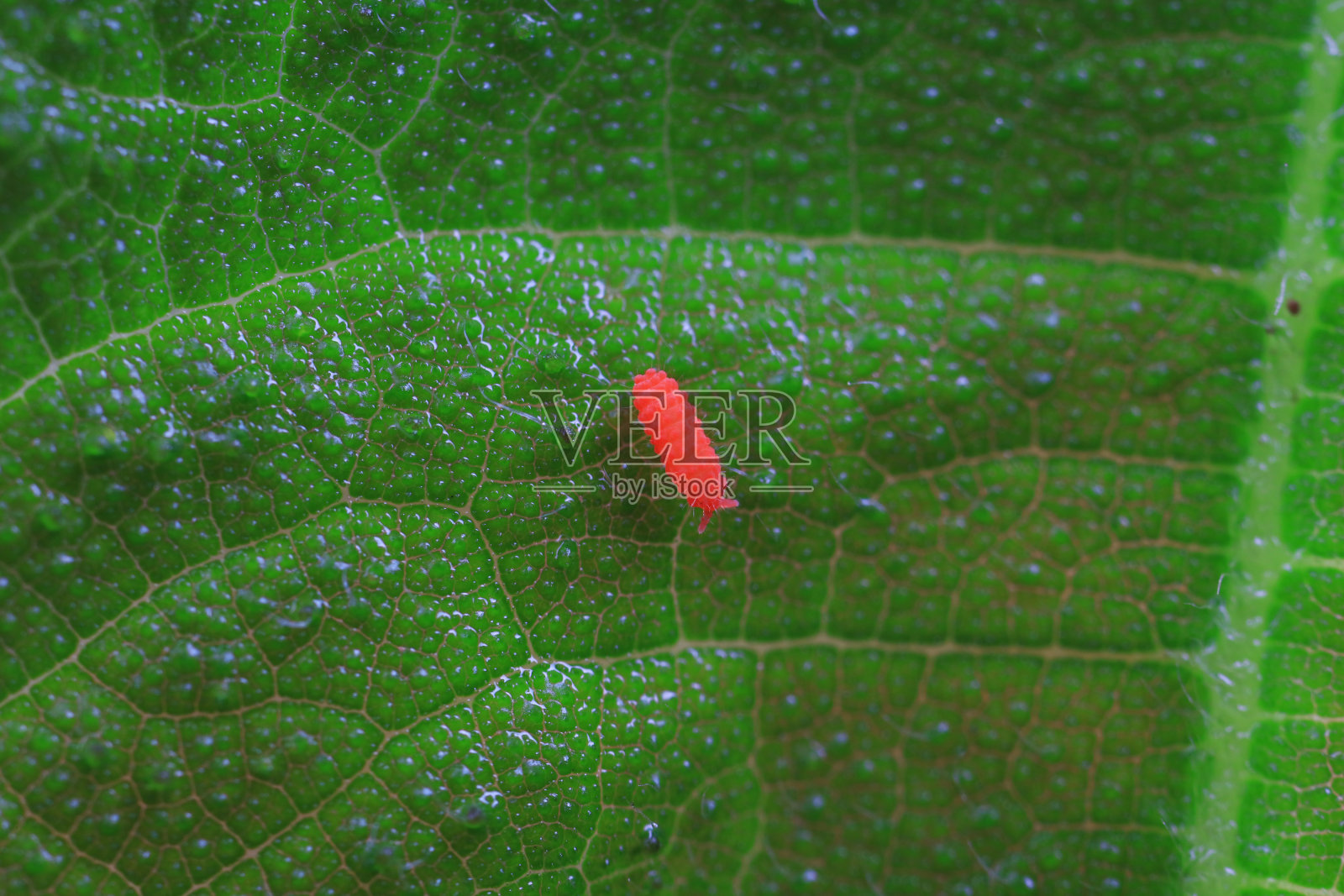 疣弹虫，一种非常小的昆虫，产于中国北方照片摄影图片