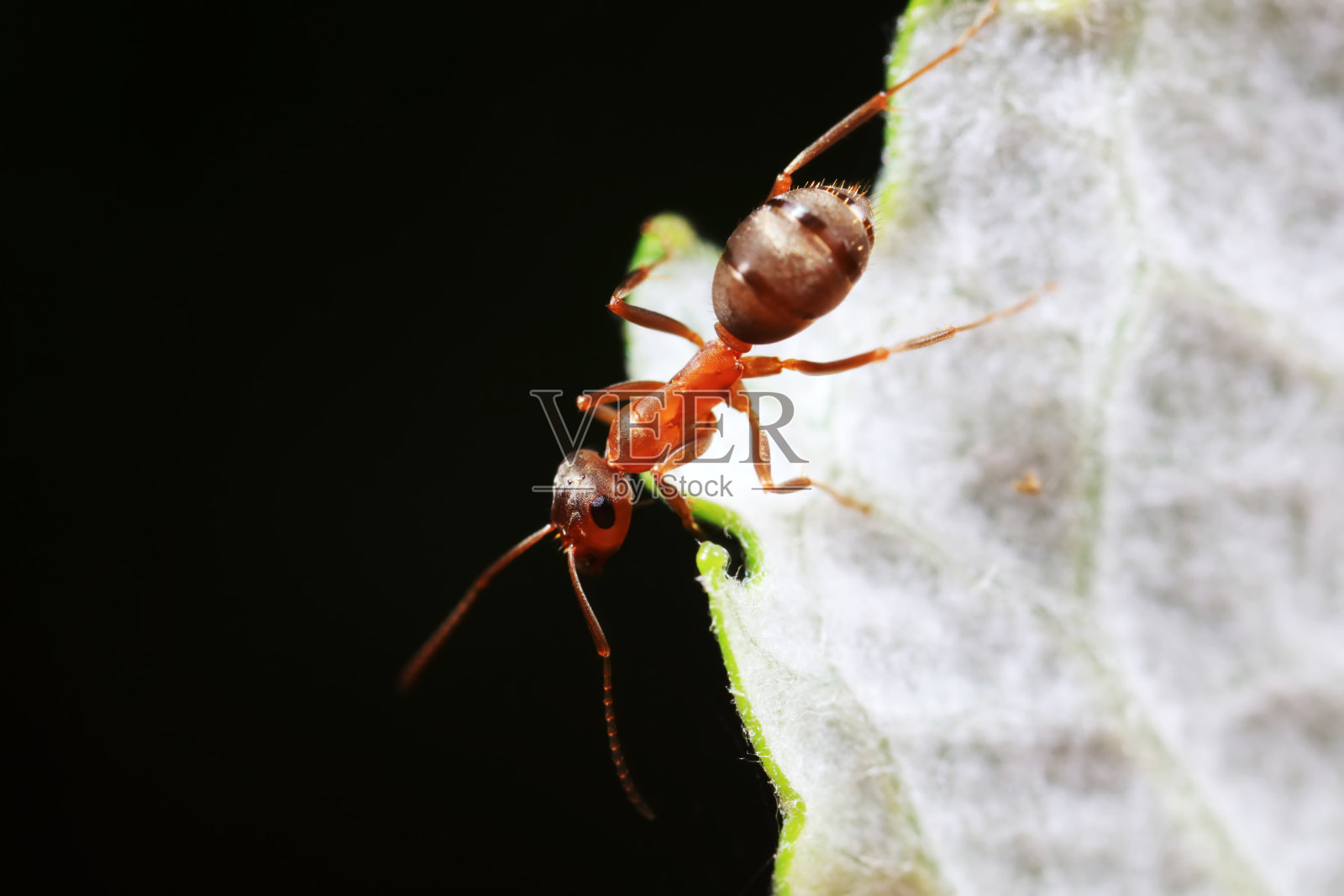 中国北方野外的蚂蚁照片摄影图片