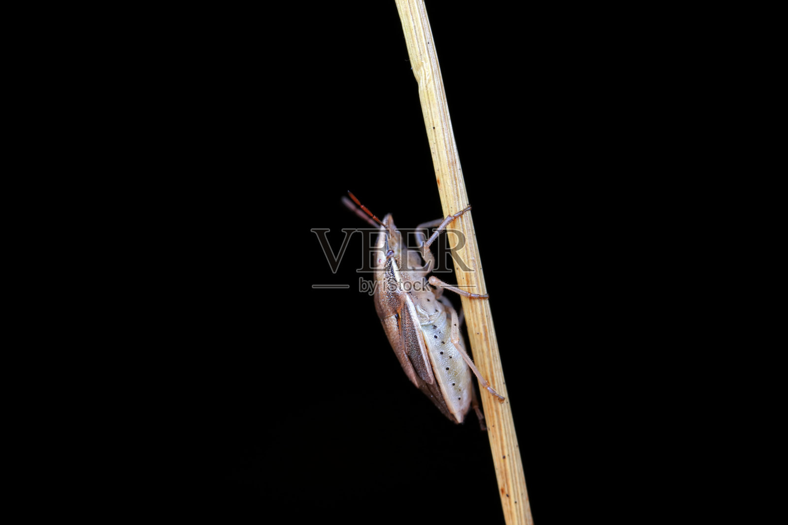 华北野外的半翅目昆虫照片摄影图片