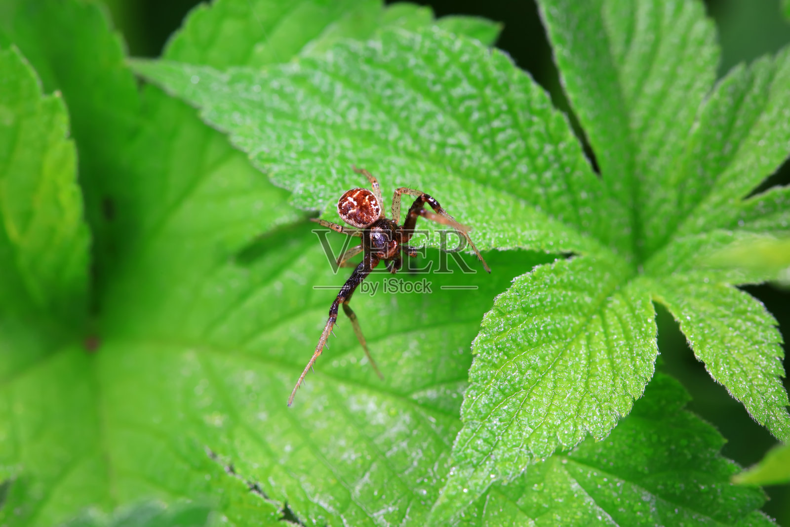 中国北方野外的蜘蛛照片摄影图片