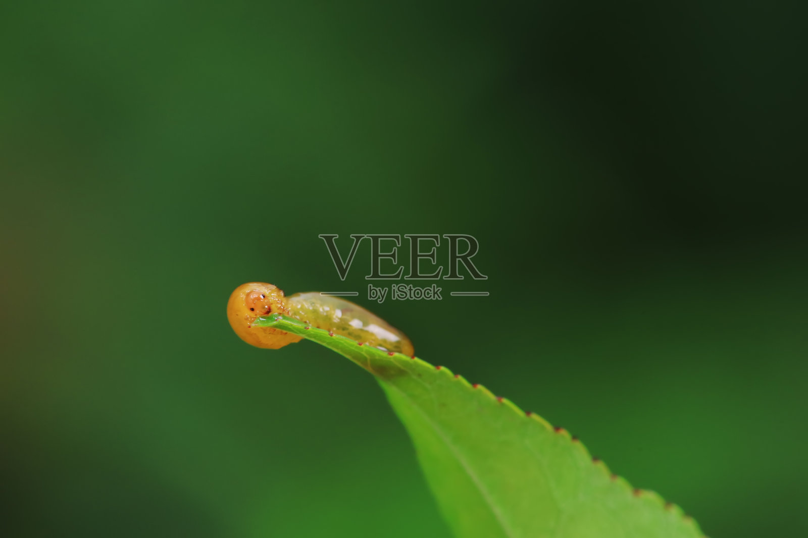 华北野生植物上的叶蜂幼虫照片摄影图片