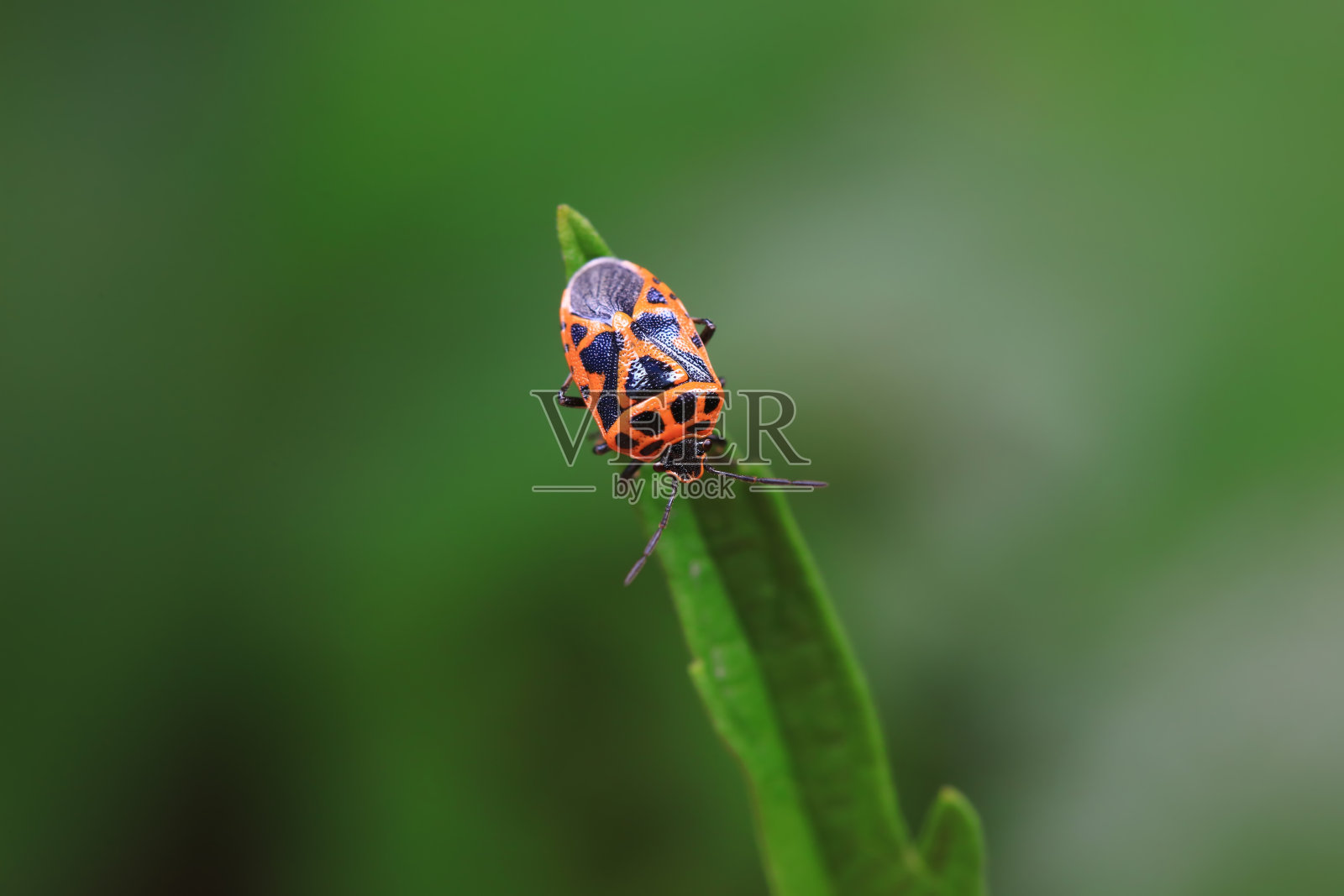 华北野外的半翅目昆虫照片摄影图片