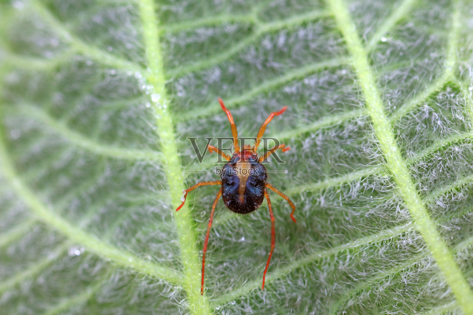 中国北方野生植物上的红螨照片摄影图片