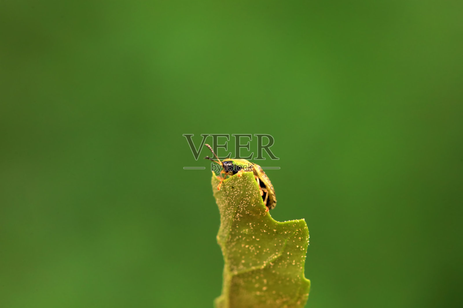 蜘蛛科昆虫在植物上爬行，中国北方照片摄影图片