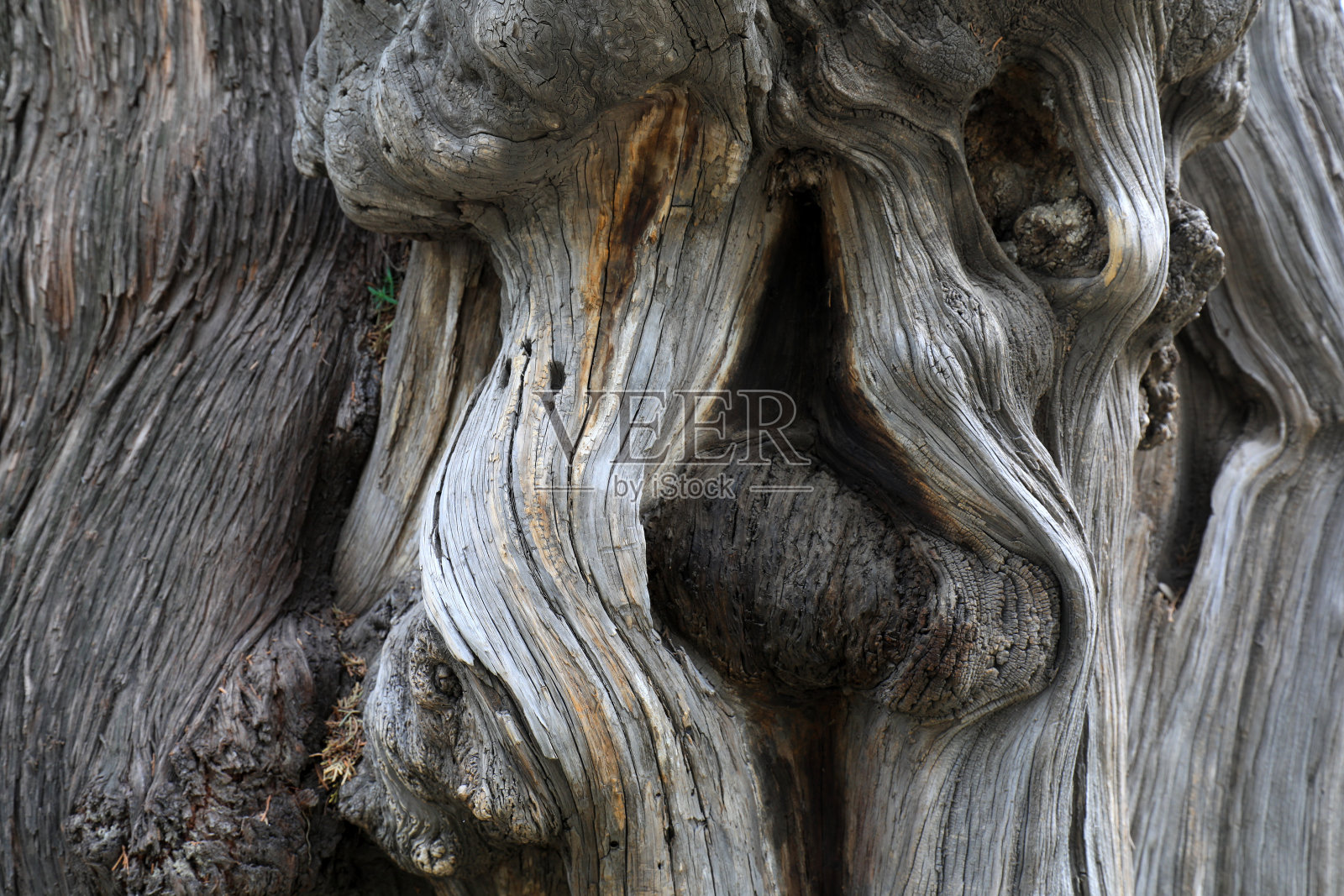 侧柏树干的纹理结构照片摄影图片