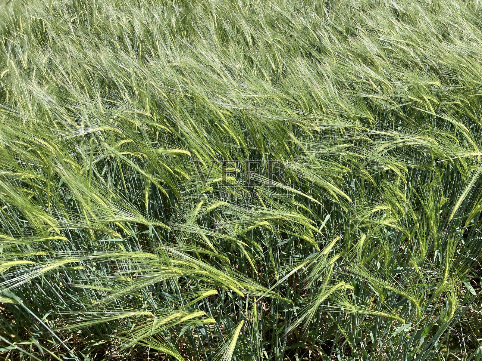 流场照片摄影图片