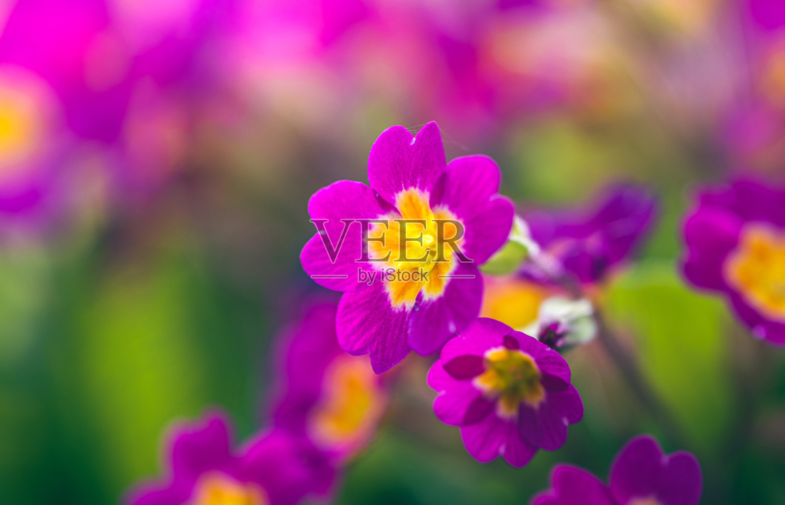 花园的花照片摄影图片