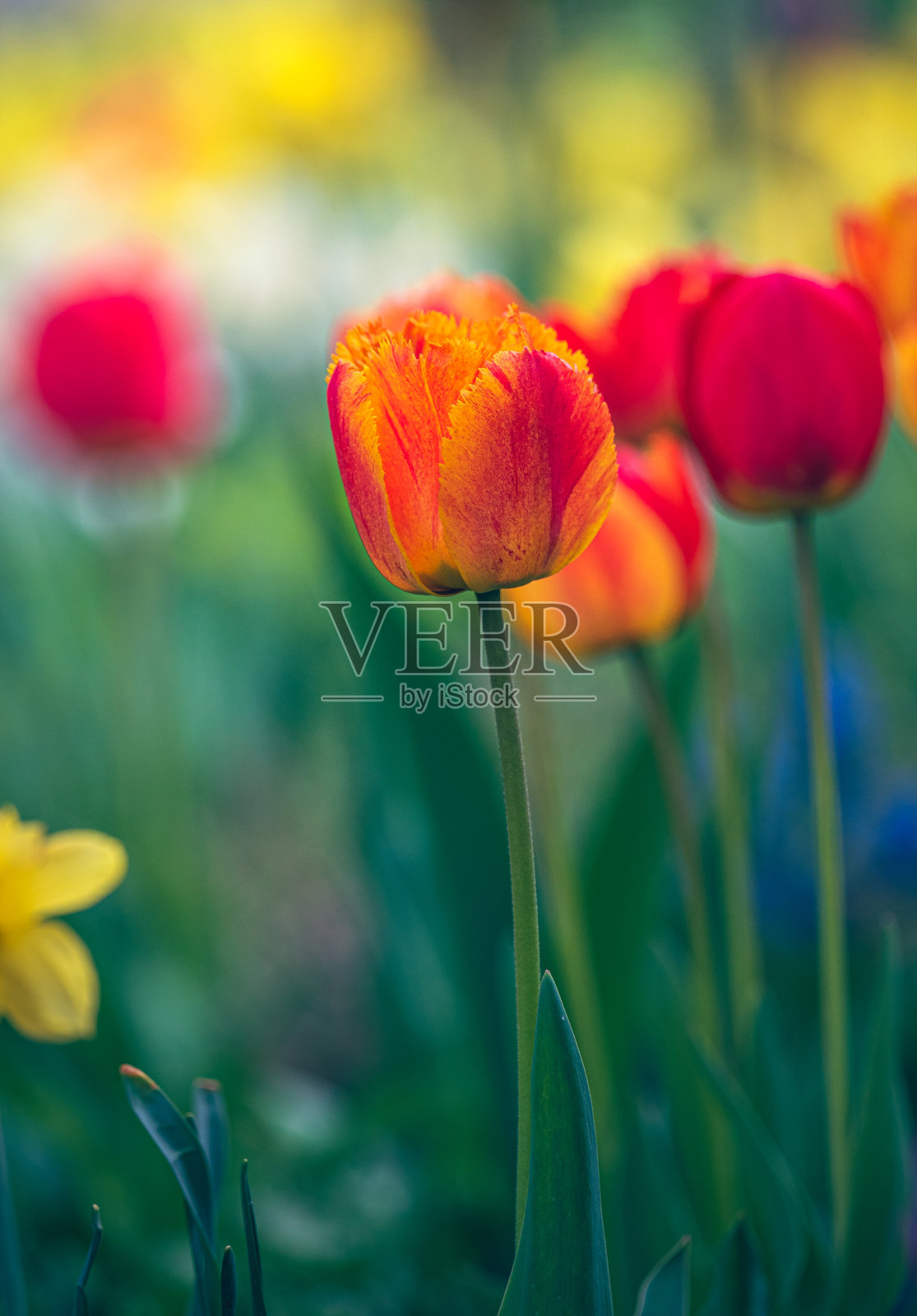 郁金香照片摄影图片