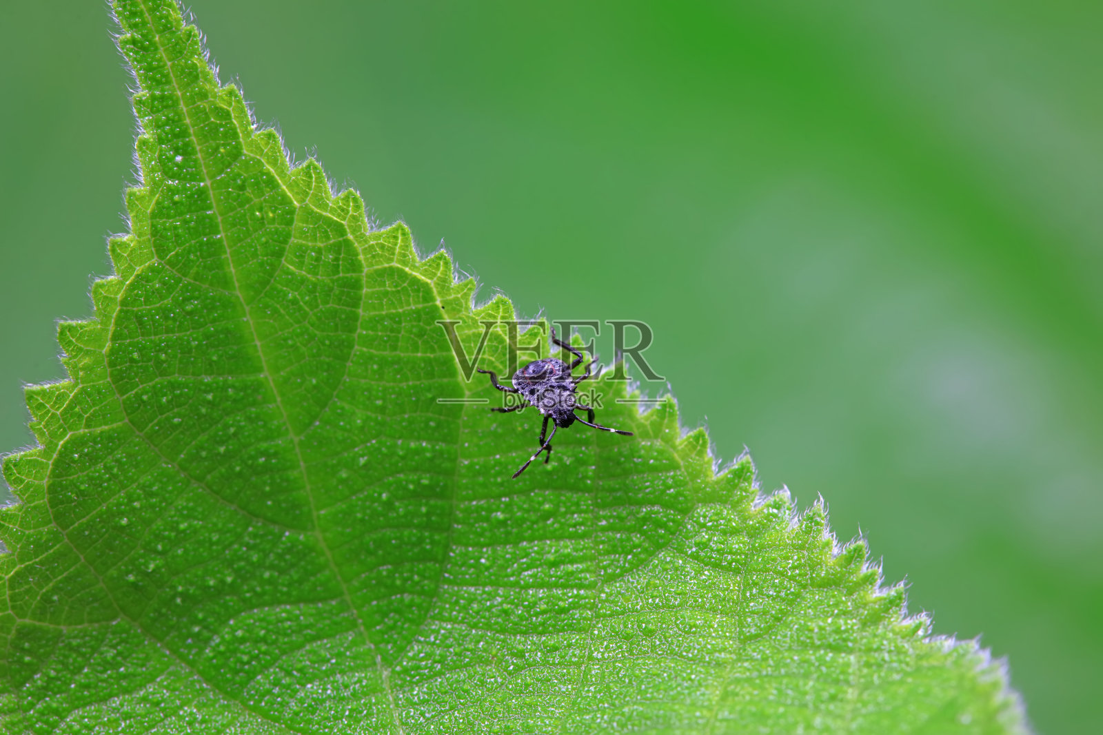 华北野外的半翅目昆虫照片摄影图片