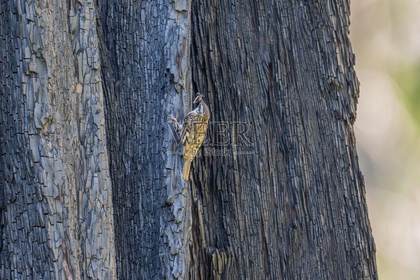 布朗爬虫照片摄影图片