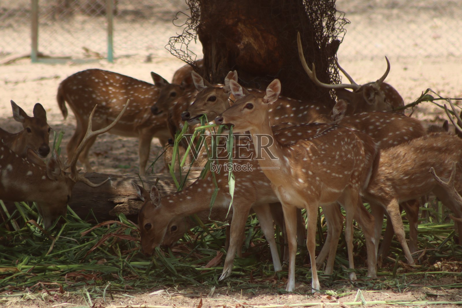 一群鹿在清晨旅行时在森林里吃食物的摄影照片摄影图片