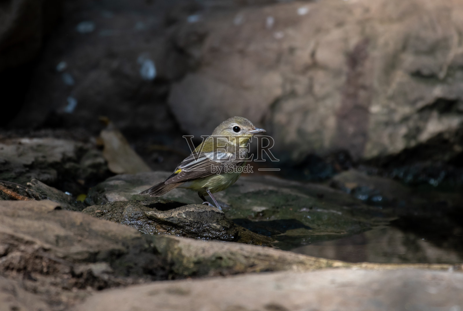 Yellow-rumped捕蝇草照片摄影图片