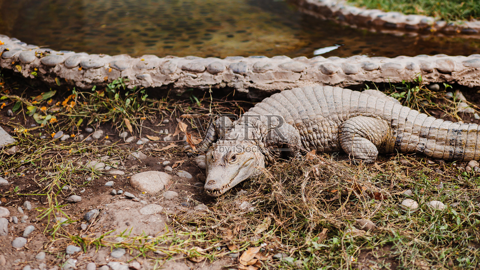 被囚禁的树枝上的椰子照片摄影图片