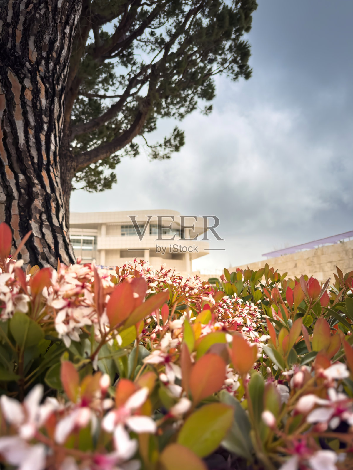 美国加州洛杉矶的盖蒂中心照片摄影图片