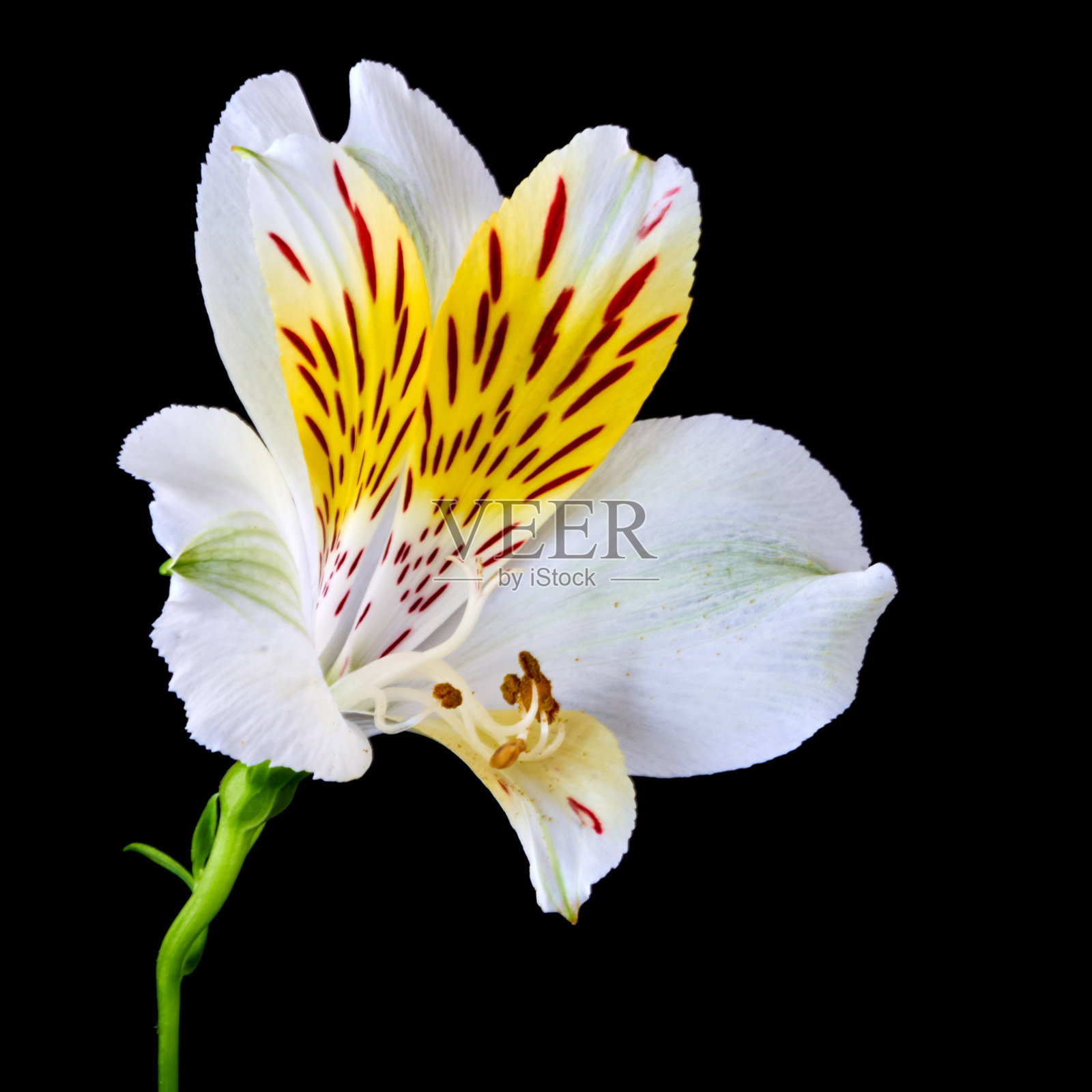 温室里生长的桤木花照片摄影图片