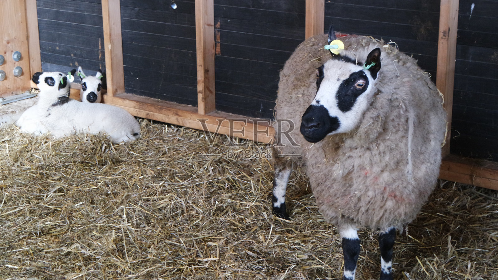 黑羊和白羊家族照片摄影图片