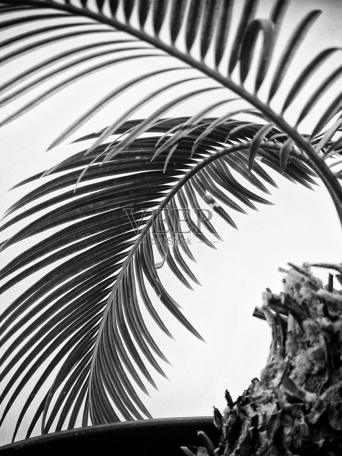 花瓶里有棕榈叶照片摄影图片