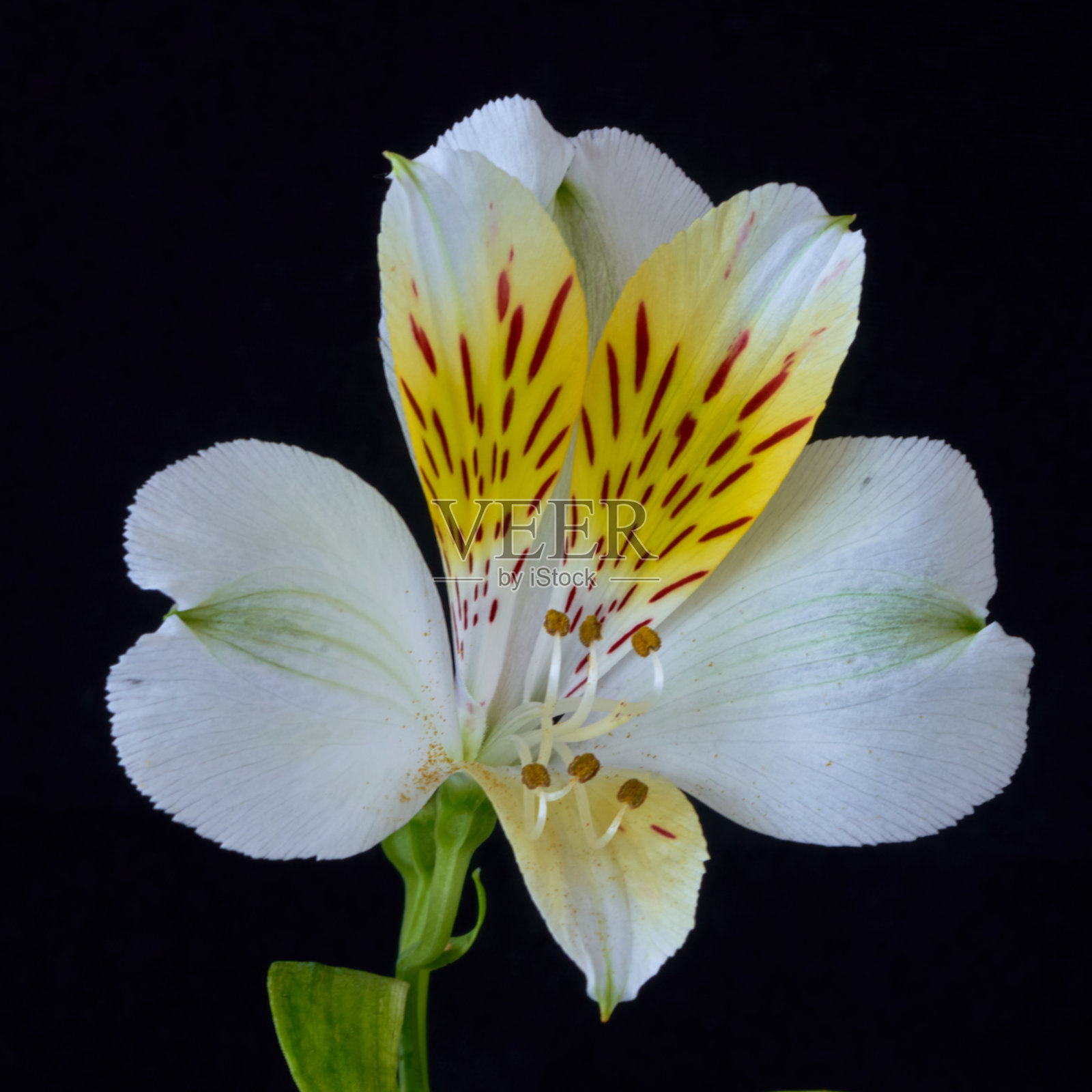 温室里生长的桤木花照片摄影图片