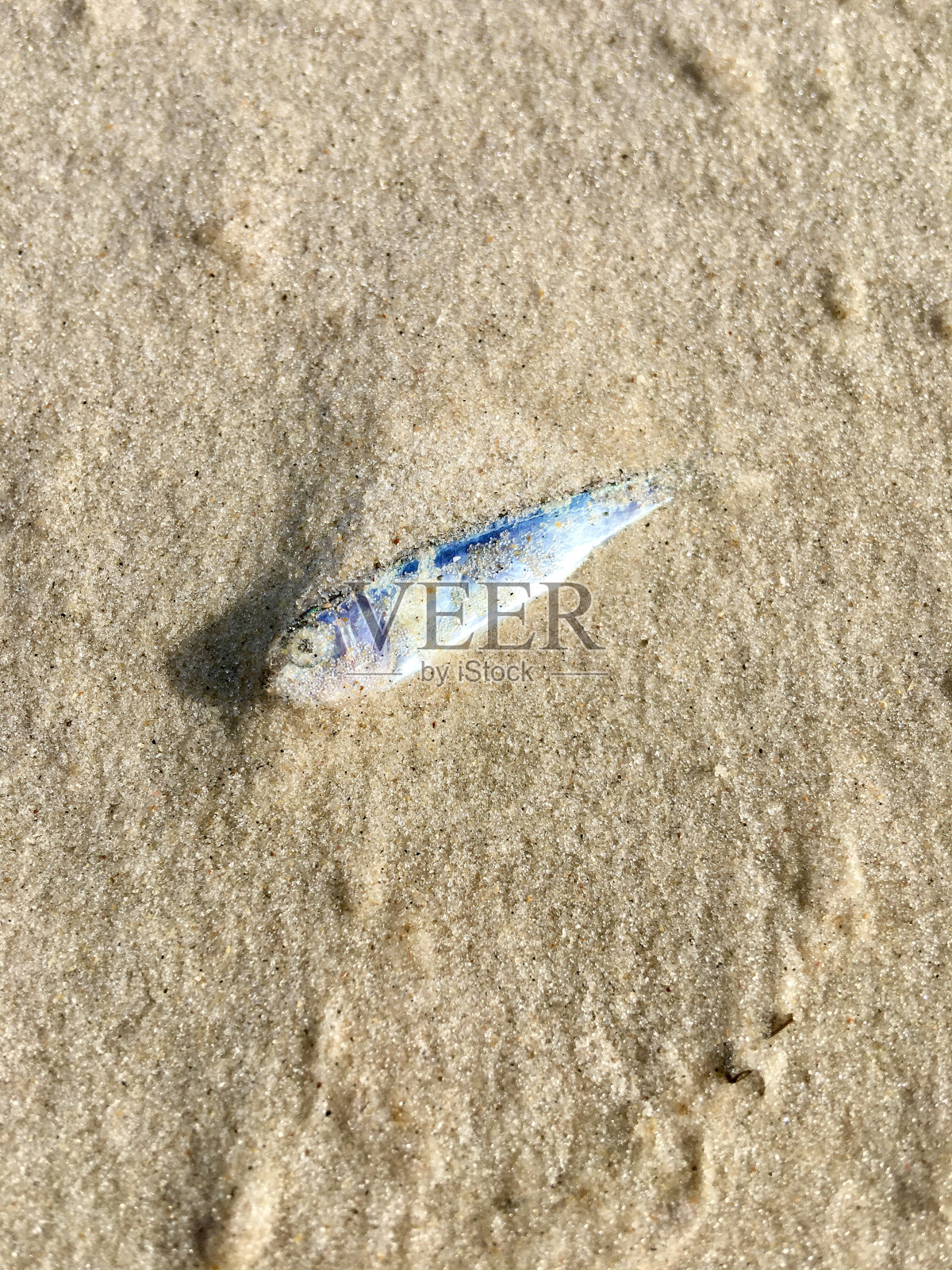 小鱼照片摄影图片