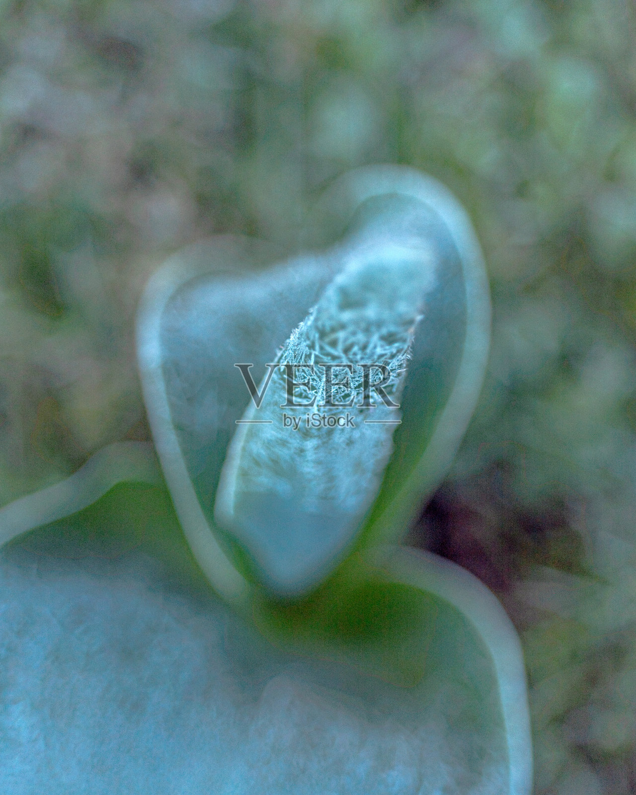 抽象冰、水和植物的碎片，春天寒冷的霜冻早晨，花朵的碎片，选择性聚焦照片摄影图片