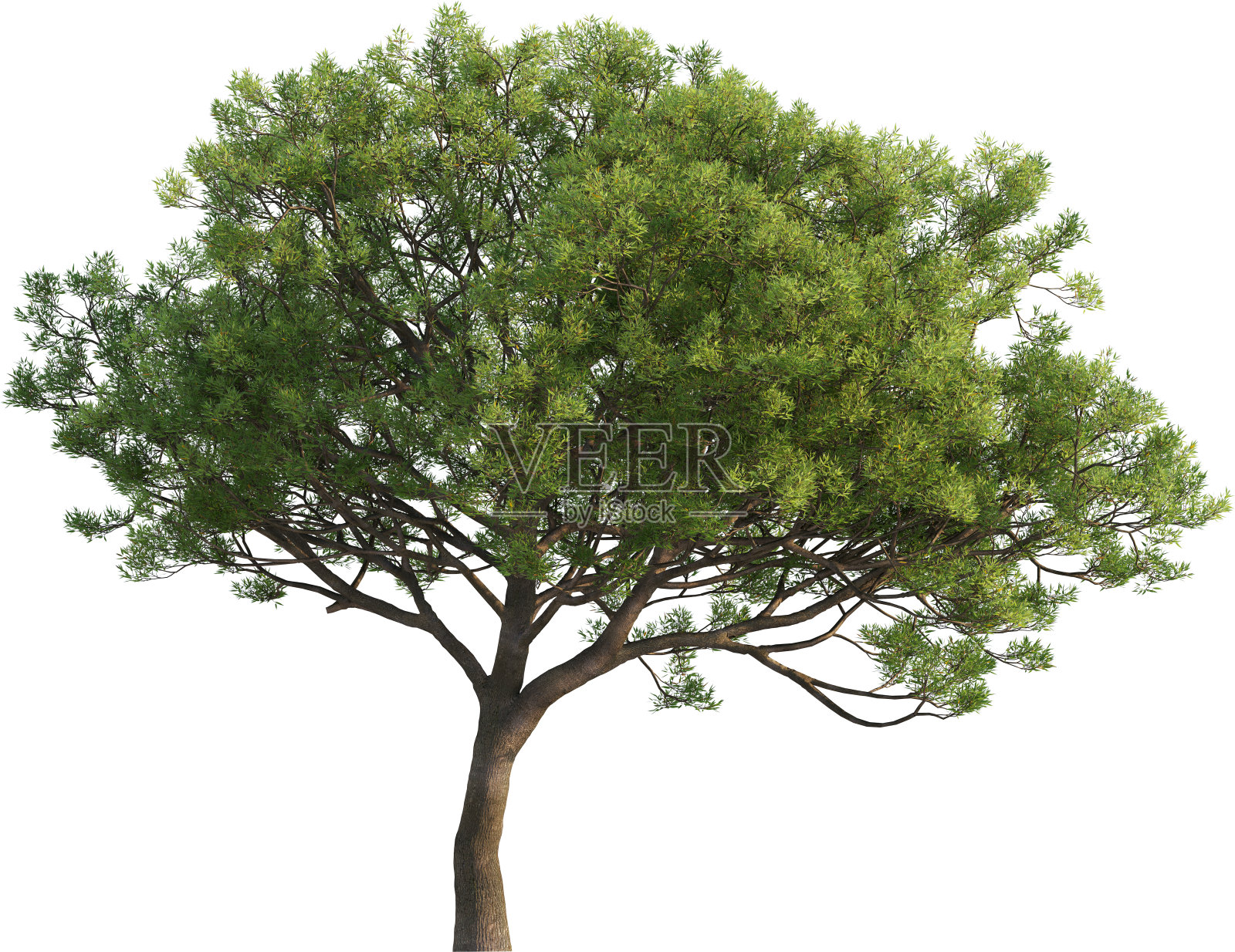 栎树的侧视图照片摄影图片