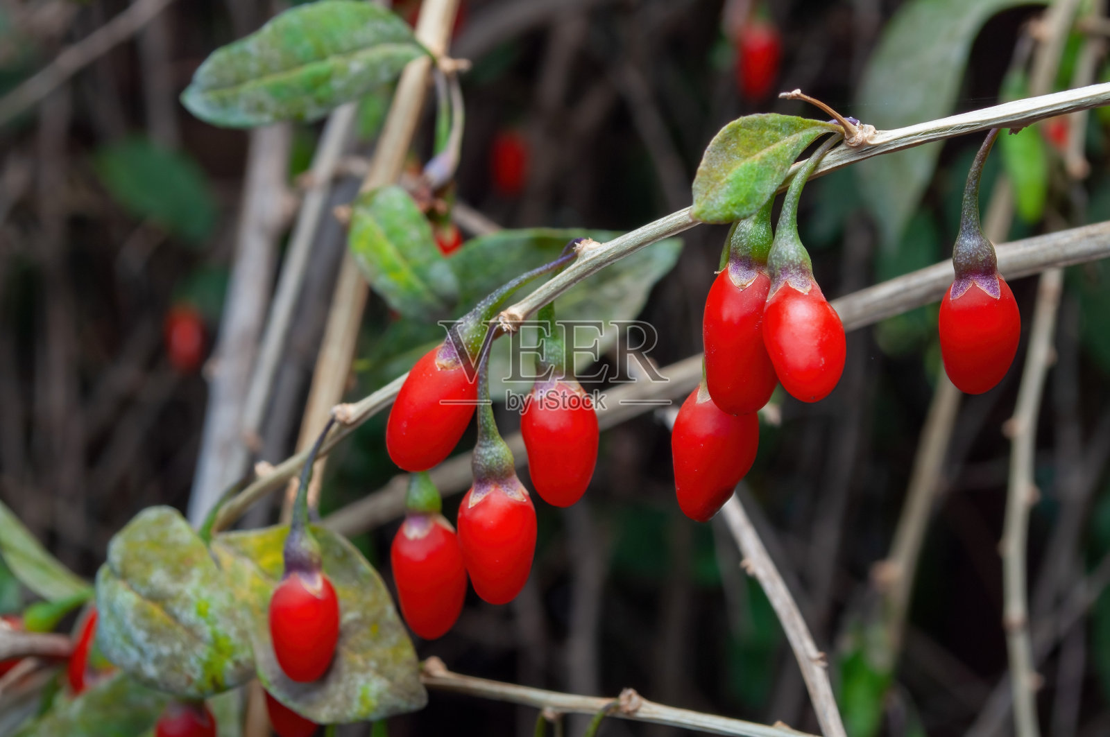 灌木上的枸杞浆果。健康的食物在你的花园里照片摄影图片