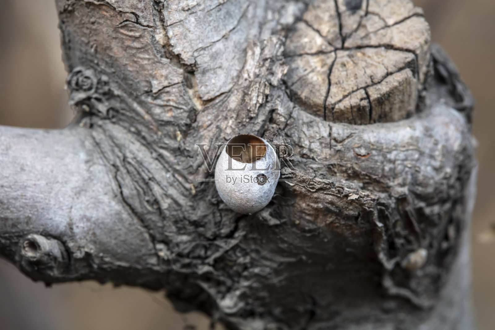 华北野生环境黄刺蛾蛹壳照片摄影图片