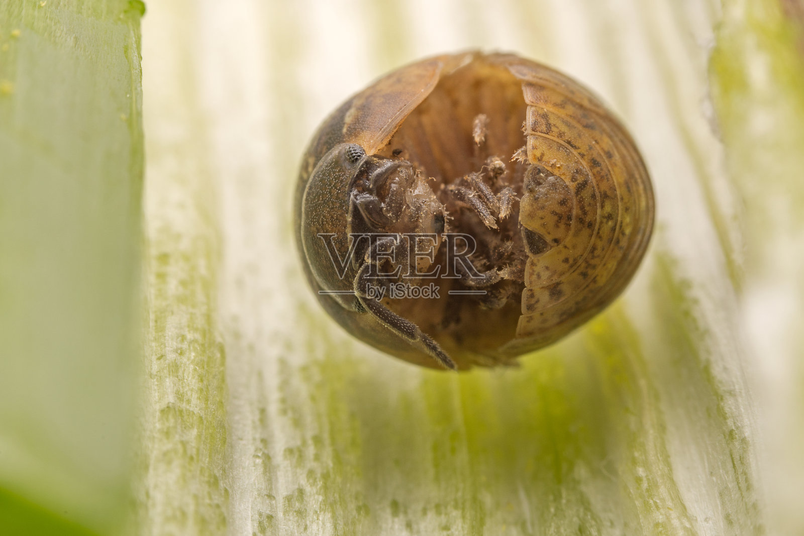 在中国北方的野外，球虫卷曲身体以躲避天敌照片摄影图片