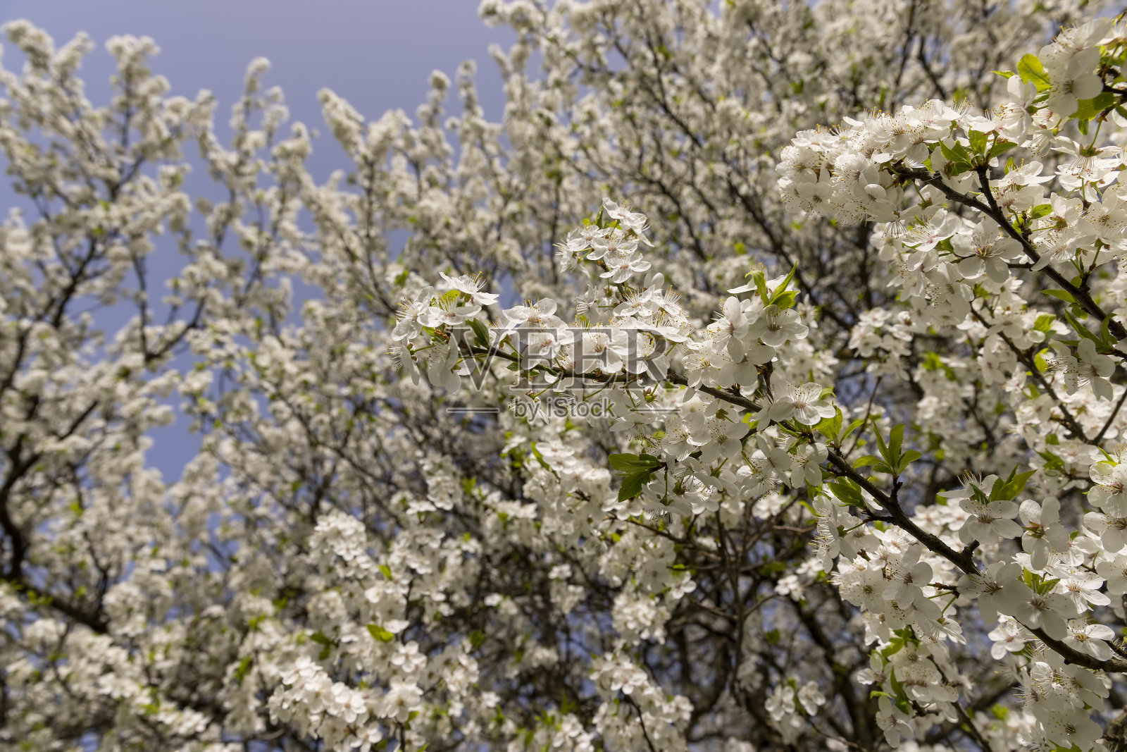 果园里开着白色小花的树照片摄影图片
