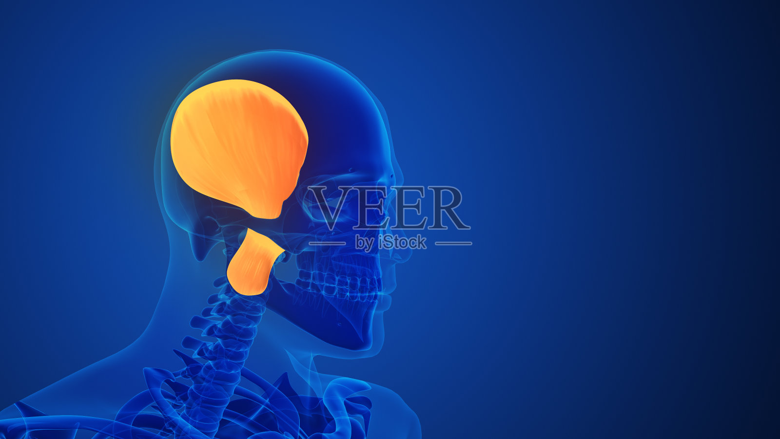 人体肌肉系统颚肌照片摄影图片