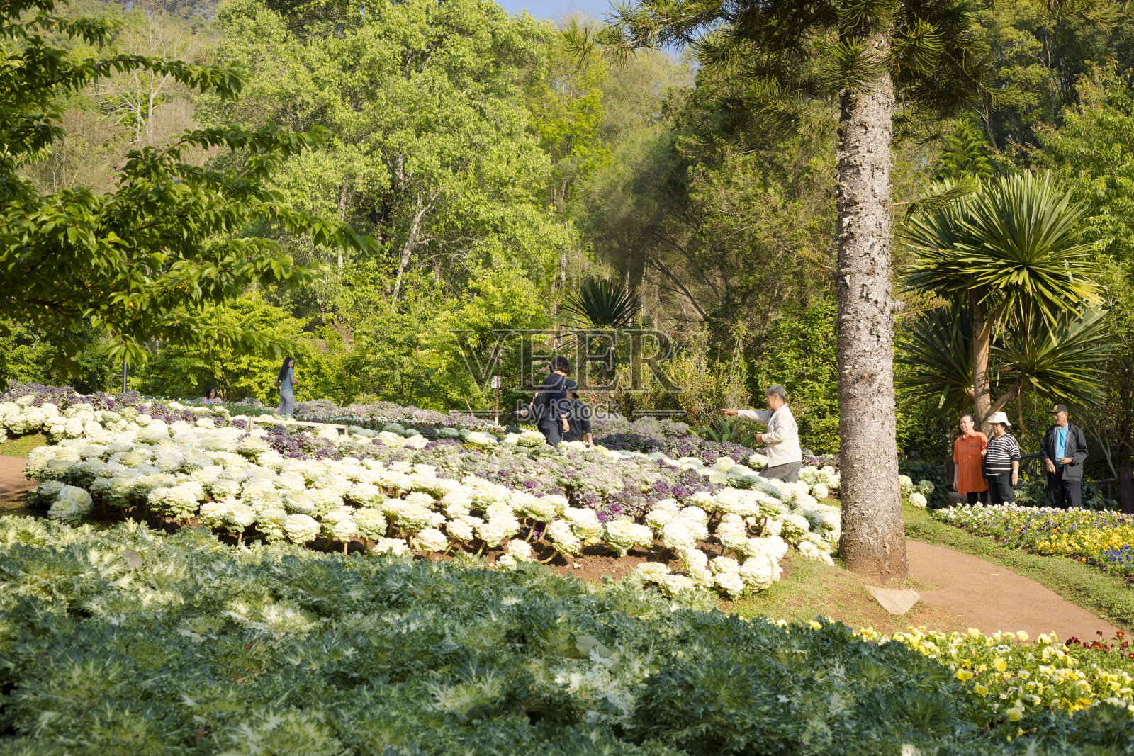 在Doi Ang Khang公园捕捉泰国人和老年人照片摄影图片