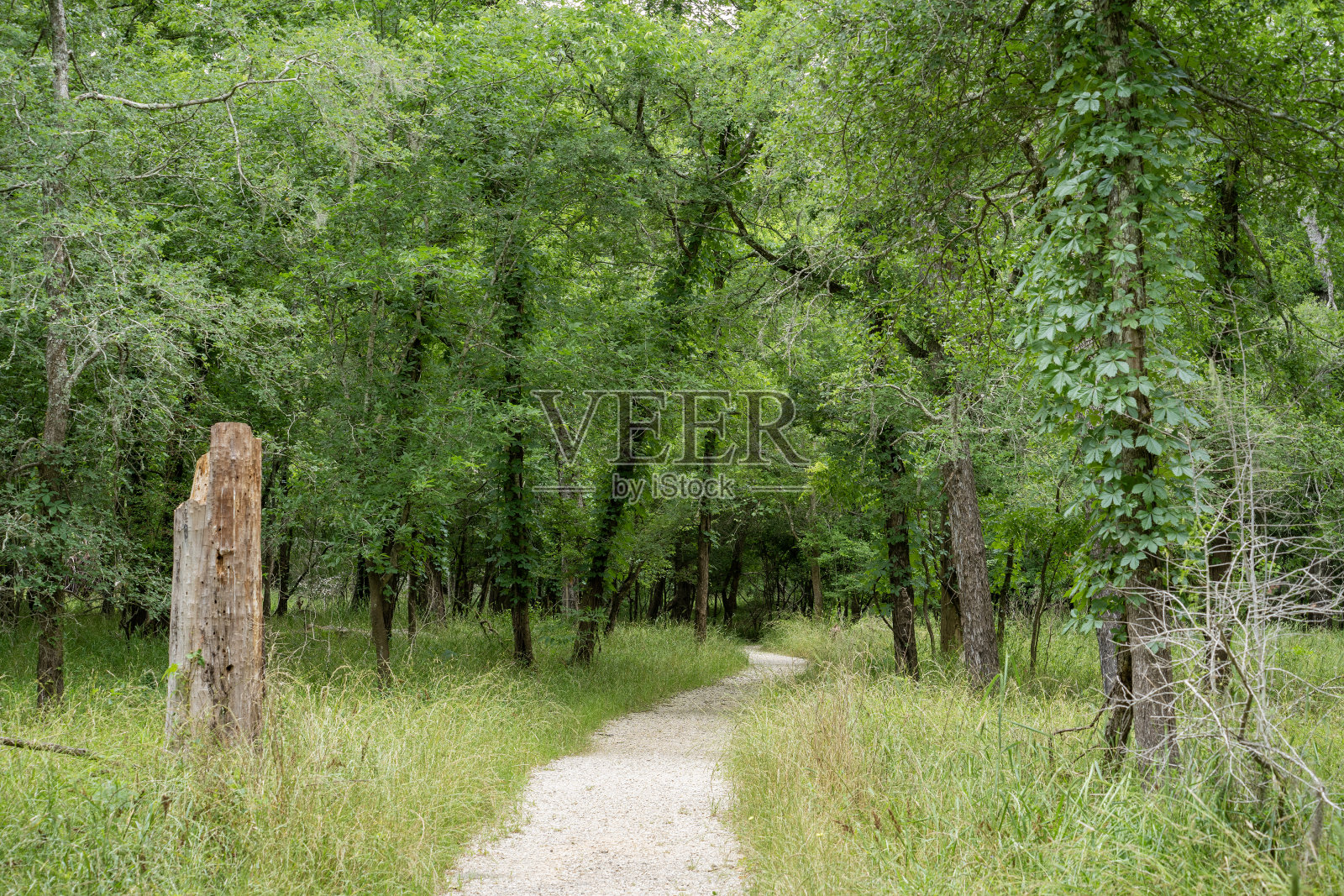 在Brazos Bend州立公园的Pilant Slough徒步小径上，春天的绿叶和柔软的草地。这条小径蜿蜒穿过洼地森林，与榆树湖环线小径相遇。照片摄影图片