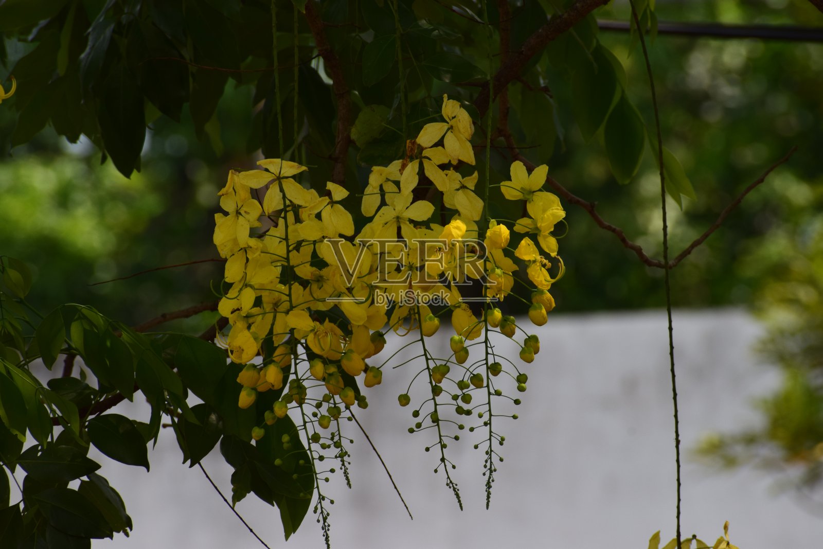 黄色的花照片摄影图片