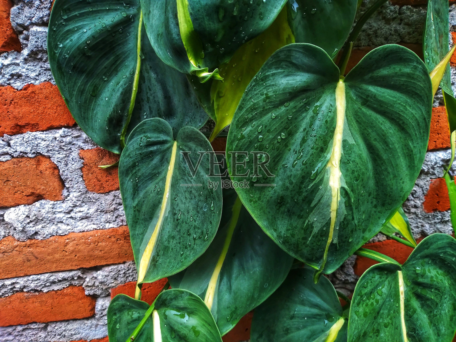 心形绿叶照片摄影图片