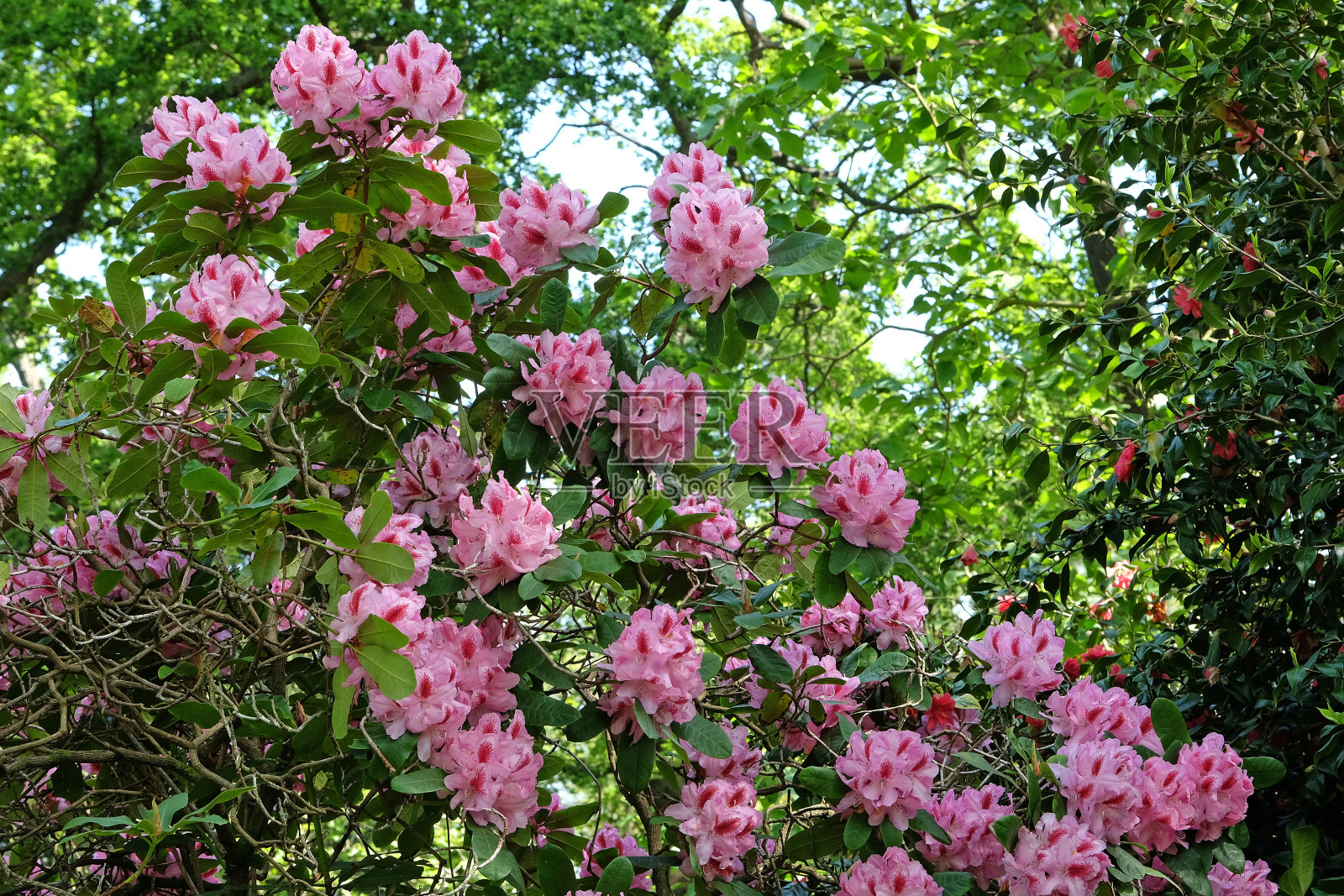 粉红色杜鹃花杜鹃花的女儿。照片摄影图片