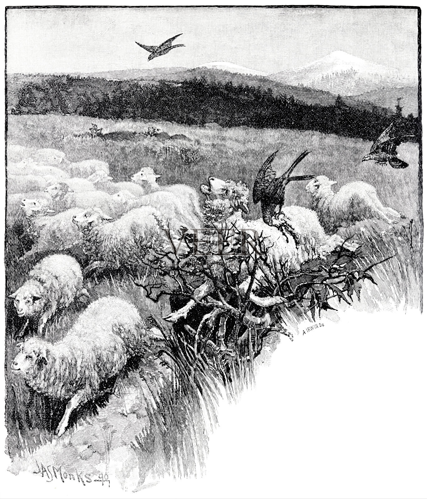 在新西兰，羊被Keas袭击插画图片素材