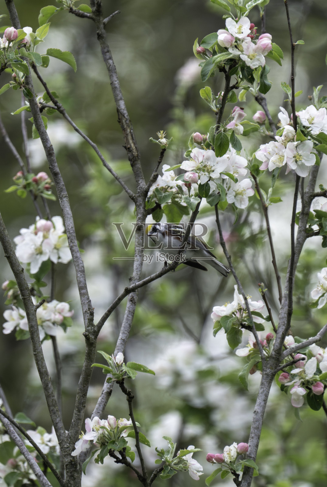 栗色边莺2号照片摄影图片