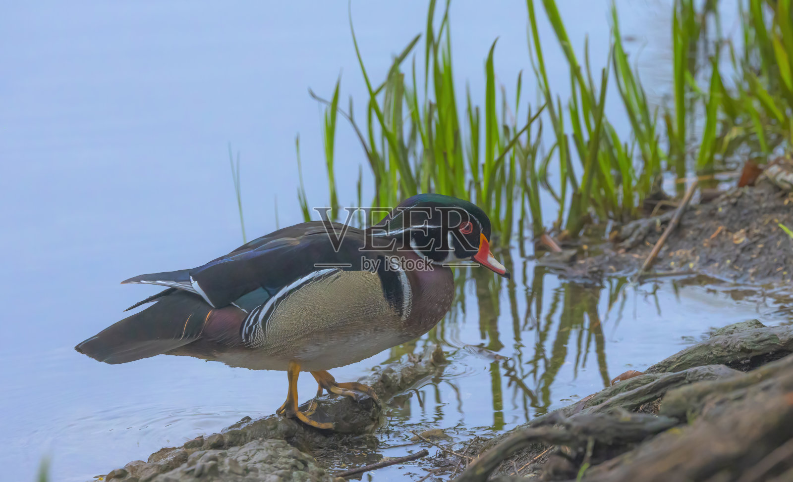 雄木鸭照片摄影图片