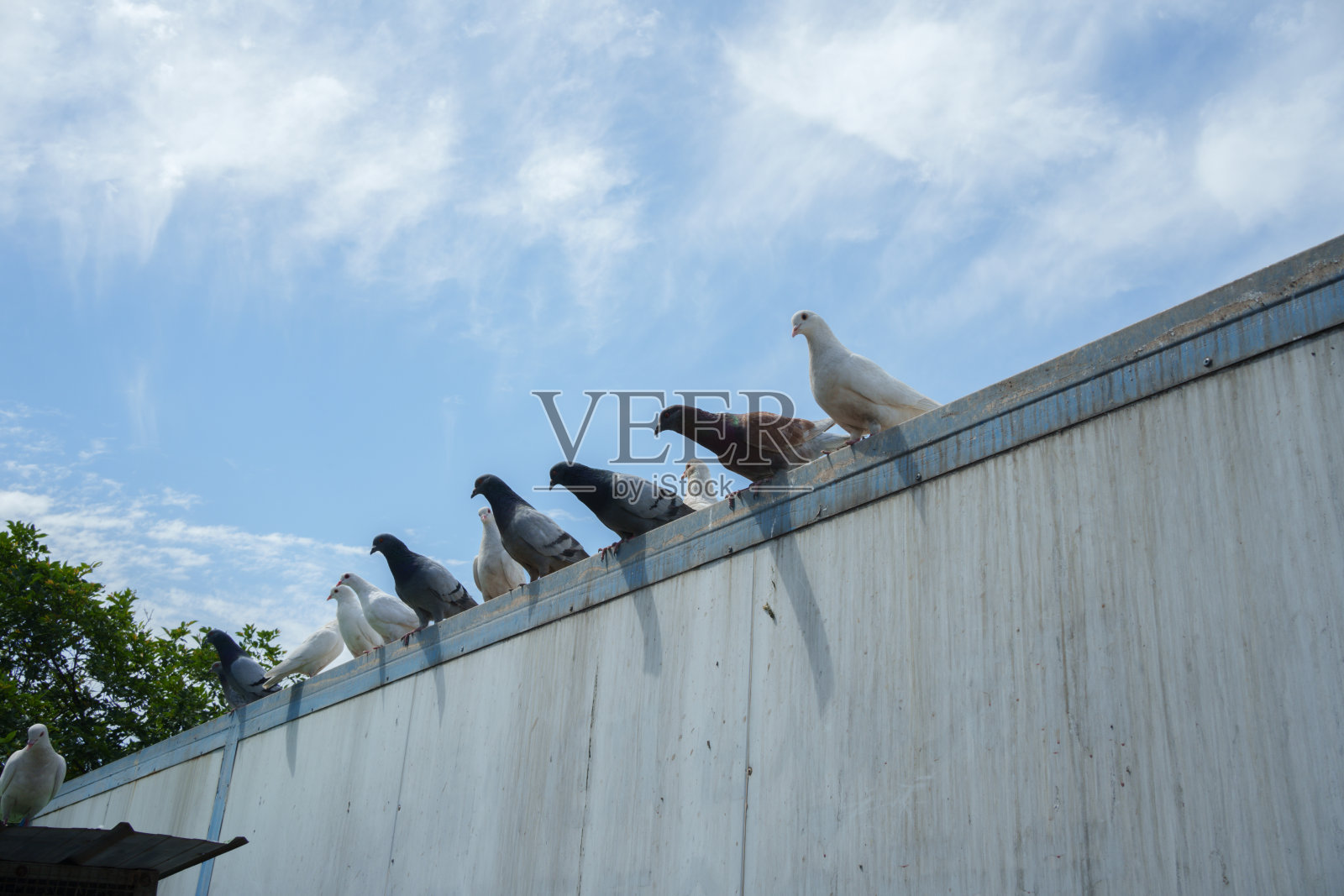 鸽子站在屋顶上照片摄影图片