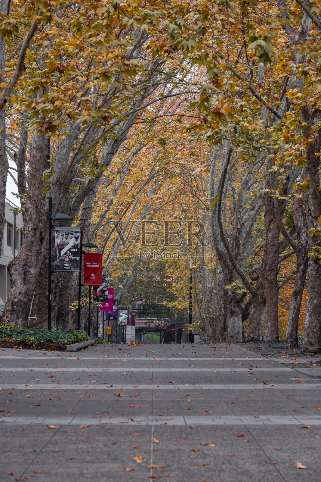 麦考瑞大学秋季课程照片摄影图片