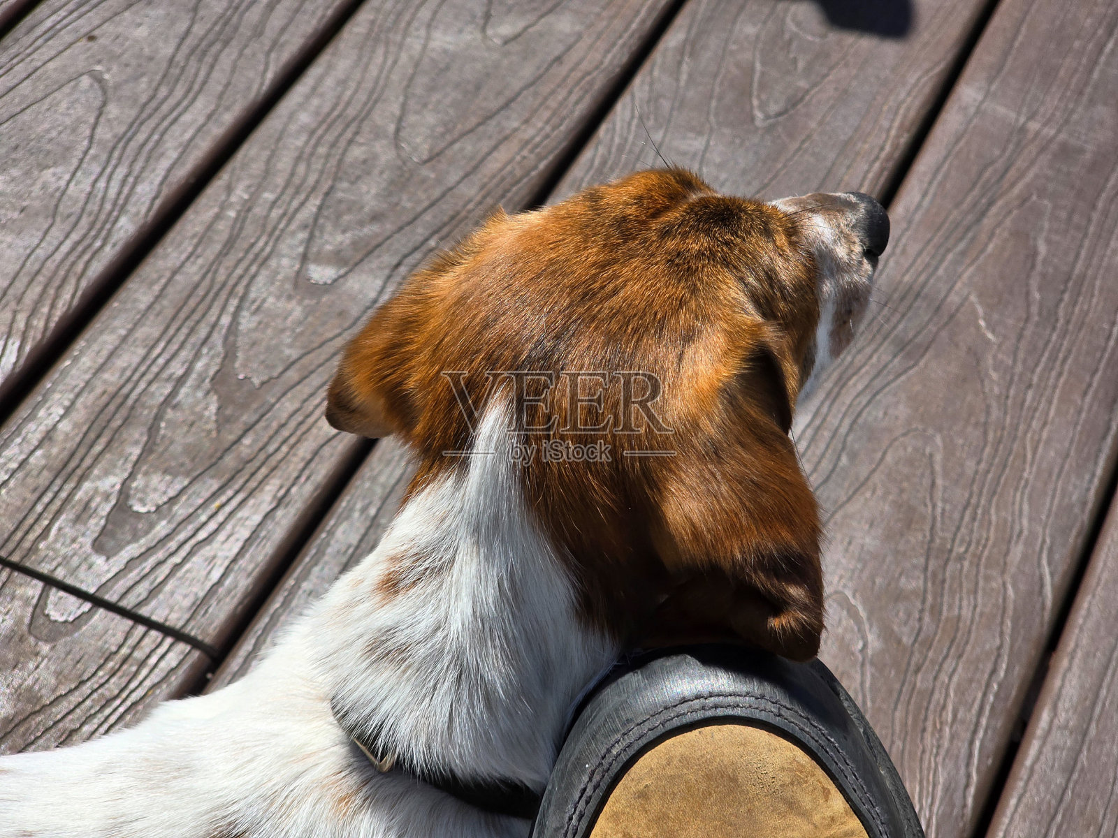 一只腊肠犬的靴子照片摄影图片